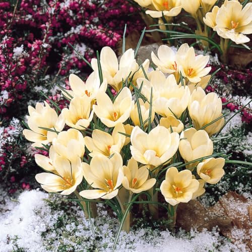 CUIKWA Ausgewählte Krokus zwiebeln - mehrjährige Blüten und kaltresistente - Gartenbalkon Wurzelblumen-8 Zwiebeln-E CUIKWA Ausgewählte Krokus zwiebeln - mehrjährige Blüten und kaltresistente - Gartenbalkon Wurzelblumen-8 Zwiebeln-E von CUIKWA