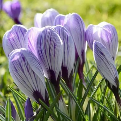 CUIKWA Ausgewählte Krokus zwiebeln - mehrjährige Blüten und kaltresistente - Gartenbalkon Wurzelblumen-8 Zwiebeln-I von CUIKWA
