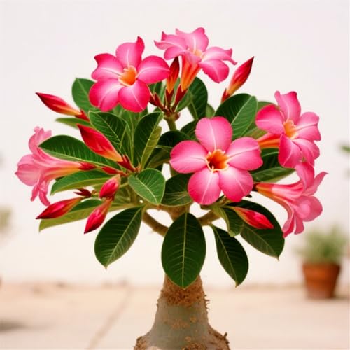 [CUIKWA] Dekorative Wüstenrose im Topf/Geeignet als Heimdekoration/Blüht Jahr für Jahr (Topf nicht im Lieferumfang enthalten)-1Rhizom-F von CUIKWA