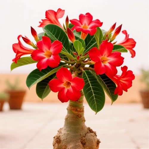 [CUIKWA] Dekorative Wüstenrose im Topf/Geeignet als Heimdekoration/Blüht Jahr für Jahr (Topf nicht im Lieferumfang enthalten)-3Rhizom-I von CUIKWA