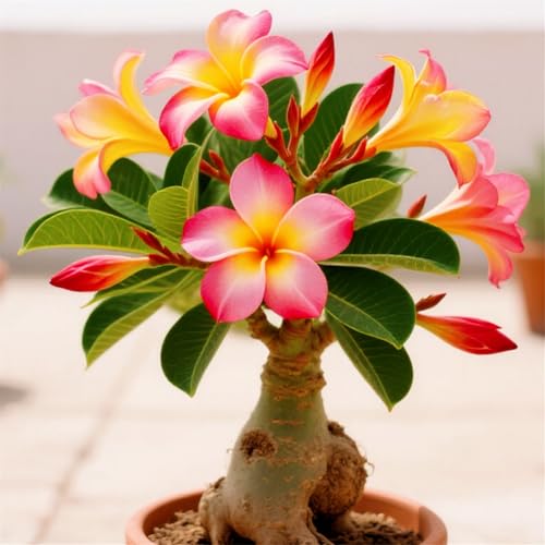 [CUIKWA] Dekorative Wüstenrose im Topf/Geeignet als Heimdekoration/Blüht Jahr für Jahr (Topf nicht im Lieferumfang enthalten)-4Rhizom-B von CUIKWA