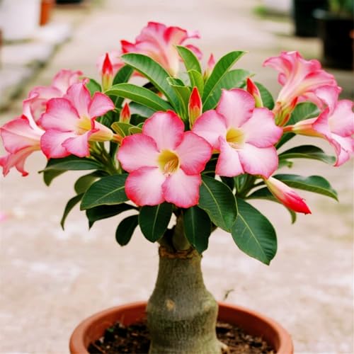 [CUIKWA] Dekorative Wüstenrose im Topf/Geeignet als Heimdekoration/Blüht Jahr für Jahr (Topf nicht im Lieferumfang enthalten)-5Rhizom-C von CUIKWA