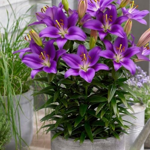 CUIKWA Doppelte/einfache/duftende/seltene Lilie/kältebeständige Lilie/kältebeständige mehrjährige Topfpflanze/Dekoration für drinnen und draußen-4 PCS-A CUIKWA Doppelte/einfache/duftende/seltene Lilie/kältebeständige Lilie/kältebeständige mehrjährige Topfpflanze/Dekoration für drinnen und draußen-4 PCS-A von CUIKWA