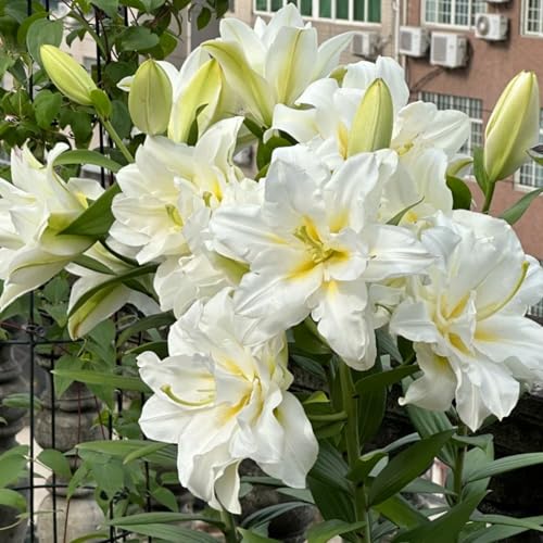 CUIKWA Doppelte/einfache/duftende/seltene Lilie/kältebeständige Lilie/kältebeständige mehrjährige Topfpflanze/Dekoration für drinnen und draußen-4 PCS-I CUIKWA Doppelte/einfache/duftende/seltene Lilie/kältebeständige Lilie/kältebeständige mehrjährige Topfpflanze/Dekoration für drinnen und draußen-4 PCS-I von CUIKWA