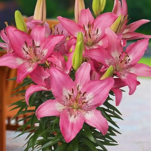 CUIKWA Doppelte/einfache/duftende/seltene Lilie/kältebeständige Lilie/kältebeständige mehrjährige Topfpflanze/Dekoration für drinnen und draußen-6 PCS-B CUIKWA Doppelte/einfache/duftende/seltene Lilie/kältebeständige Lilie/kältebeständige mehrjährige Topfpflanze/Dekoration für drinnen und draußen-6 PCS-B von CUIKWA