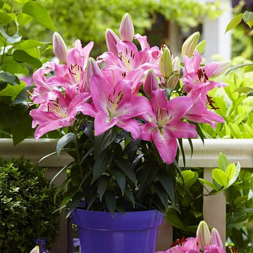 CUIKWA Doppelte/einfache/duftende/seltene Lilie/kältebeständige Lilie/kältebeständige mehrjährige Topfpflanze/Dekoration für drinnen und draußen-6 PCS-D CUIKWA Doppelte/einfache/duftende/seltene Lilie/kältebeständige Lilie/kältebeständige mehrjährige Topfpflanze/Dekoration für drinnen und draußen-6 PCS-D von CUIKWA