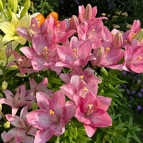 CUIKWA Doppelte/einfache/duftende/seltene Lilie/kältebeständige Lilie/kältebeständige mehrjährige Topfpflanze/Dekoration für drinnen und draußen-6 PCS-E von CUIKWA