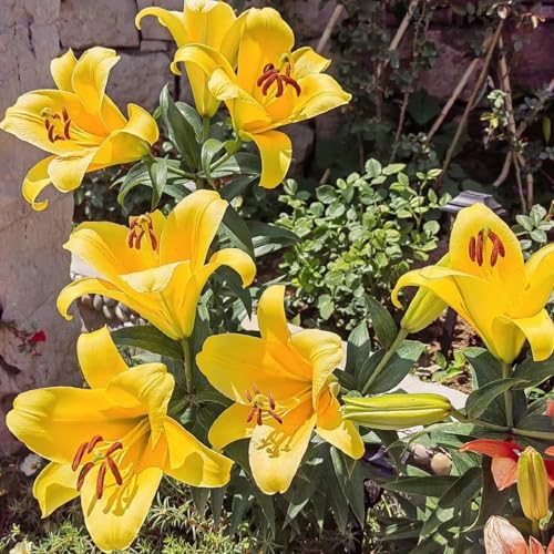 CUIKWA Doppelte/einfache/duftende/seltene Lilie/kältebeständige Lilie/kältebeständige mehrjährige Topfpflanze/Dekoration für drinnen und draußen-6 PCS-H CUIKWA Doppelte/einfache/duftende/seltene Lilie/kältebeständige Lilie/kältebeständige mehrjährige Topfpflanze/Dekoration für drinnen und draußen-6 PCS-H von CUIKWA