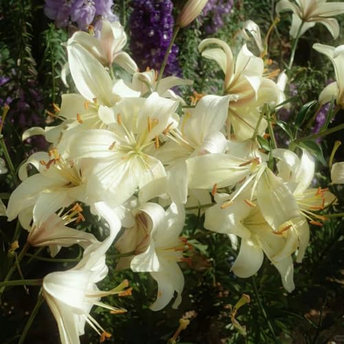 CUIKWA Doppelte/einfache/duftende/seltene Lilie/kältebeständige Lilie/kältebeständige mehrjährige Topfpflanze/Dekoration für drinnen und draußen-8 PCS-F CUIKWA Doppelte/einfache/duftende/seltene Lilie/kältebeständige Lilie/kältebeständige mehrjährige Topfpflanze/Dekoration für drinnen und draußen-8 PCS-F von CUIKWA