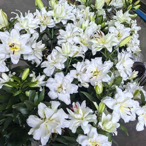 CUIKWA Doppelte/einfache/duftende/seltene Lilie/kältebeständige Lilie/kältebeständige mehrjährige Topfpflanze/Dekoration für drinnen und draußen-8 PCS-G von CUIKWA