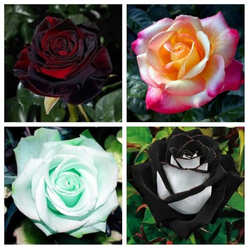 CUIKWA Duftende Edelrosen in vielen Sorten und Farben/Gartendeko-4Zwiebel-D von CUIKWA