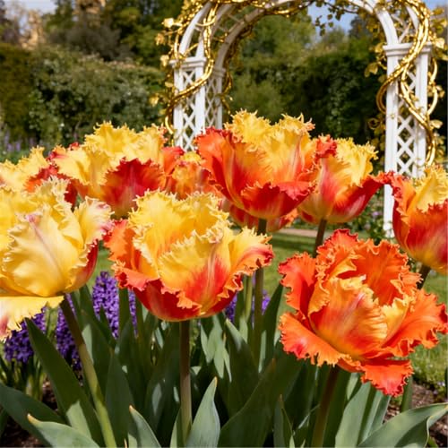 CUIKWA Gefüllte Tulpen/Balkon- und Kleingartendeko/Tulpen/Winterharte Sorten-4 PCS-J CUIKWA Gefüllte Tulpen/Balkon- und Kleingartendeko/Tulpen/Winterharte Sorten-4 PCS-J von CUIKWA