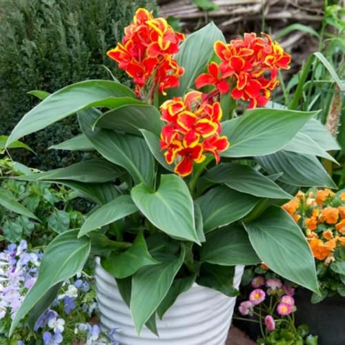 CUIKWA Gemischte Farbe Canna Birnen-Rainbow Waterscape Pflanzen-Teich Feuchtgebiet Gartenlandschaftsgestaltung Materialien-3 zwiebeln-B von CUIKWA