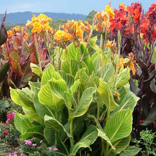 CUIKWA Gemischte Farbe Canna Birnen-Rainbow Waterscape Pflanzen-Teich Feuchtgebiet Gartenlandschaftsgestaltung Materialien-3 zwiebeln-C von CUIKWA