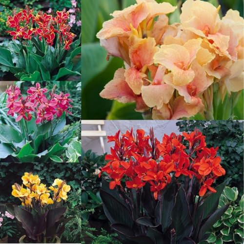 CUIKWA Gemischte Farbe Canna Birnen-Rainbow Waterscape Pflanzen-Teich Feuchtgebiet Gartenlandschaftsgestaltung Materialien-5 zwiebeln-A von CUIKWA