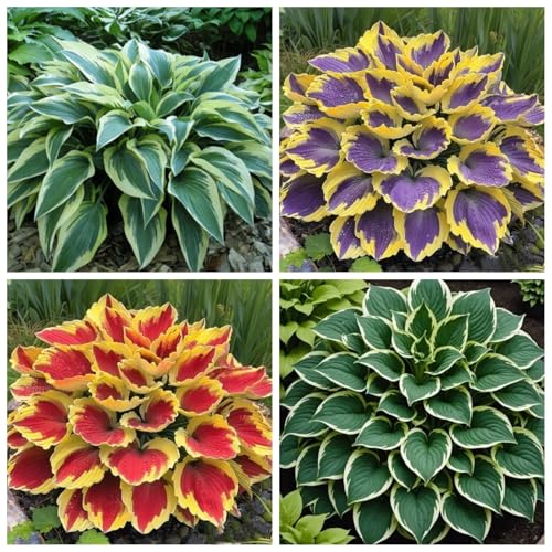 CUIKWA Hosta Rhizome - Hosta -Pflanzen - hart resistente Stauden - Dekorative Hosta -Pflanzen im Innen- und Außenbereich-4 zwiebeln-A von CUIKWA