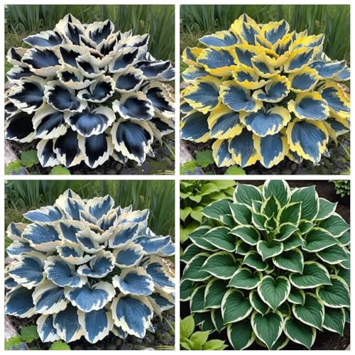 CUIKWA Hosta Rhizome - Hosta -Pflanzen - hart resistente Stauden - Dekorative Hosta -Pflanzen im Innen- und Außenbereich-4 zwiebeln-B von CUIKWA