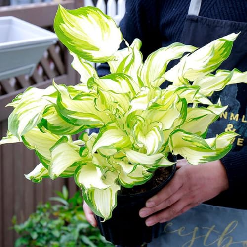 CUIKWA Hosta Rhizome - Hosta -Pflanzen - hart resistente Stauden - Dekorative Hosta -Pflanzen im Innen- und Außenbereich-4 zwiebeln-D von CUIKWA