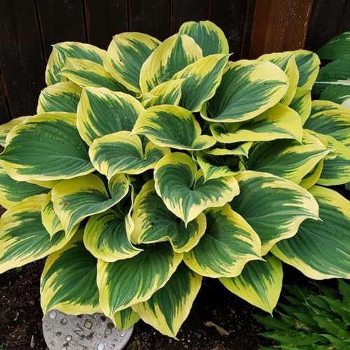CUIKWA Hosta Rhizome - Hosta -Pflanzen - hart resistente Stauden - Dekorative Hosta -Pflanzen im Innen- und Außenbereich-4 zwiebeln-I von CUIKWA