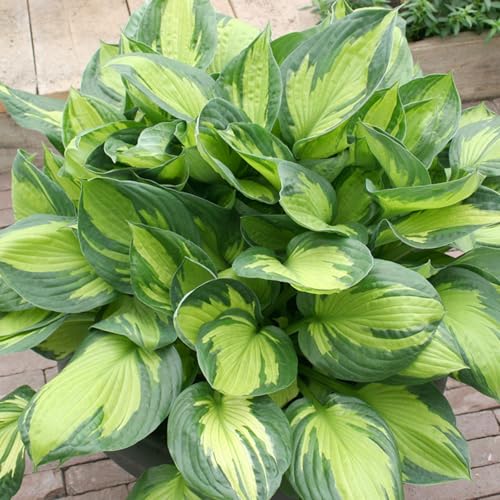 CUIKWA Hosta Rhizome - Hosta -Pflanzen - hart resistente Stauden - Dekorative Hosta -Pflanzen im Innen- und Außenbereich-4 zwiebeln-J von CUIKWA