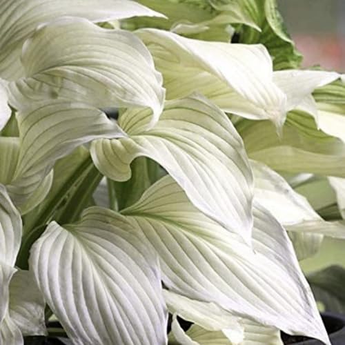 CUIKWA Hosta Rhizome - Hosta -Pflanzen - hart resistente Stauden - Dekorative Hosta -Pflanzen im Innen- und Außenbereich-6 zwiebeln-F von CUIKWA