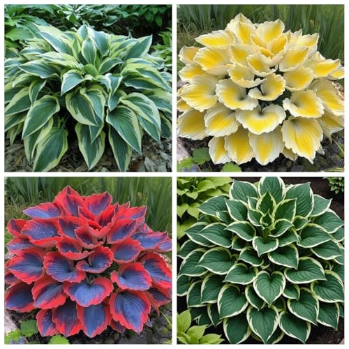 CUIKWA Hosta Rhizome - Hosta -Pflanzen - hart resistente Stauden - Dekorative Hosta -Pflanzen im Innen- und Außenbereich-8 zwiebeln-C von CUIKWA