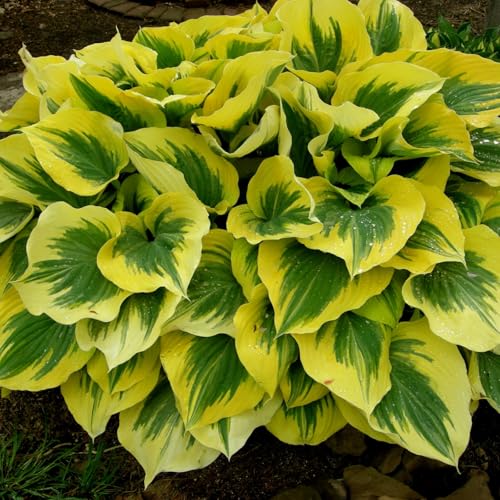 CUIKWA Hosta Rhizome - Hosta -Pflanzen - hart resistente Stauden - Dekorative Hosta -Pflanzen im Innen- und Außenbereich-8 zwiebeln-E von CUIKWA