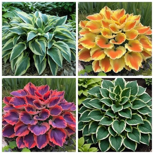 CUIKWA Hosta Rhizome - Hosta -Pflanzen - niedrige Investitionen und hohe Renditen - hart resistente Stauden - Dekorative Hosta -Pflanzen im Innen- und Außenbereich-4 zwiebeln-B von CUIKWA