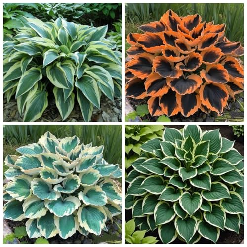 CUIKWA Hosta Rhizome - Hosta -Pflanzen - niedrige Investitionen und hohe Renditen - hart resistente Stauden - Dekorative Hosta -Pflanzen im Innen- und Außenbereich-4 zwiebeln-G von CUIKWA