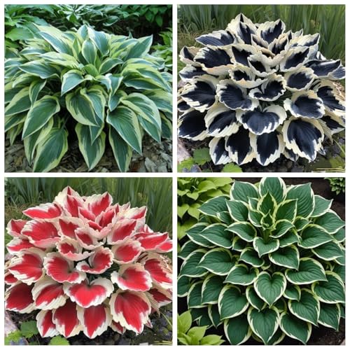 CUIKWA Hosta Rhizome - Hosta -Pflanzen - niedrige Investitionen und hohe Renditen - hart resistente Stauden - Dekorative Hosta -Pflanzen im Innen- und Außenbereich-4 zwiebeln-J von CUIKWA