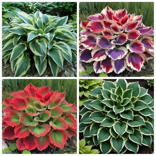 CUIKWA Hosta Rhizome - Hosta -Pflanzen - niedrige Investitionen und hohe Renditen - hart resistente Stauden - Dekorative Hosta -Pflanzen im Innen- und Außenbereich-6 zwiebeln-F von CUIKWA