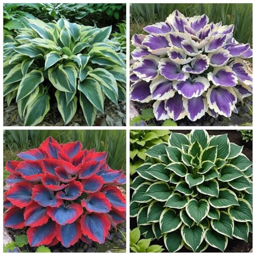CUIKWA Hosta Rhizome - Hosta -Pflanzen - niedrige Investitionen und hohe Renditen - hart resistente Stauden - Dekorative Hosta -Pflanzen im Innen- und Außenbereich-6 zwiebeln-I von CUIKWA
