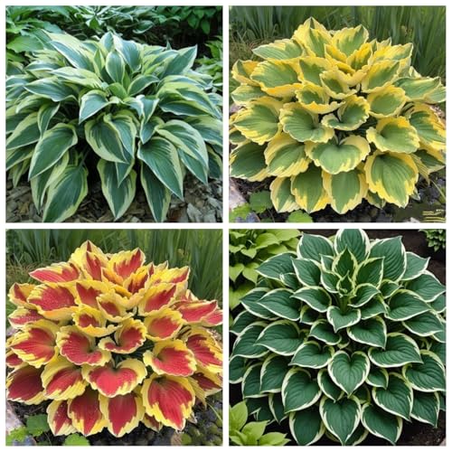 CUIKWA Hosta Rhizome - Hosta -Pflanzen - niedrige Investitionen und hohe Renditen - hart resistente Stauden - Dekorative Hosta -Pflanzen im Innen- und Außenbereich-8 zwiebeln-A von CUIKWA