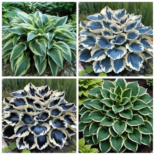 CUIKWA Hosta Rhizome - Hosta -Pflanzen - niedrige Investitionen und hohe Renditen - hart resistente Stauden - Dekorative Hosta -Pflanzen im Innen- und Außenbereich-8 zwiebeln-C von CUIKWA
