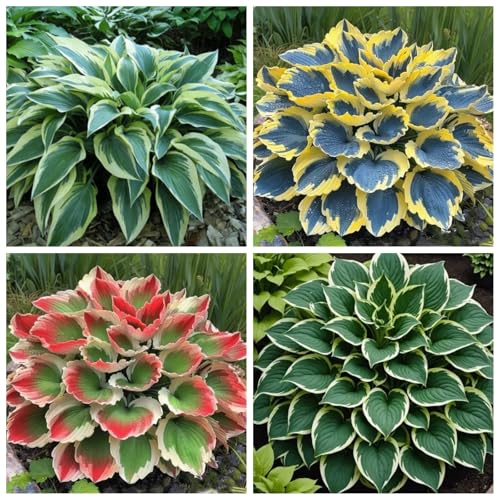 CUIKWA Hosta Rhizome - Hosta -Pflanzen - niedrige Investitionen und hohe Renditen - hart resistente Stauden - Dekorative Hosta -Pflanzen im Innen- und Außenbereich-8 zwiebeln-D von CUIKWA