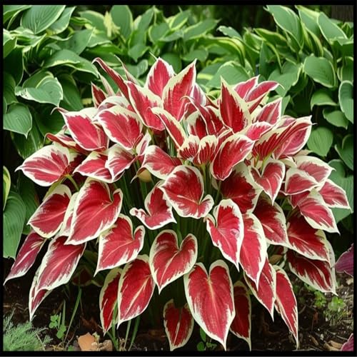 CUIKWA Hosta-Zwiebeln. Kältebeständige Blattpflanze, geeignet für Innenhöfe, Balkone, Beete usw, Winterhart Mehrjährig Hosta Pflanze-4 zwiebeln-C von CUIKWA