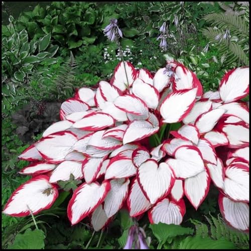 CUIKWA Hosta-Zwiebeln. Kältebeständige Blattpflanze, geeignet für Innenhöfe, Balkone, Beete usw-10 zwiebeln-C von CUIKWA