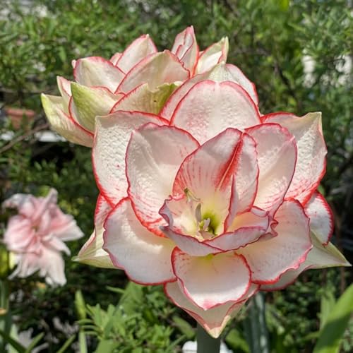 CUIKWA Innen- und Außendekoration/Amaryllis/Leuchtende Farben/Auffällige Ecke des Innenhofs-2Rhizom-E von CUIKWA