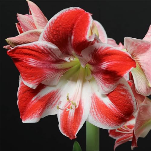 CUIKWA Innen- und Außendekoration/Amaryllis/Leuchtende Farben/Auffällige Ecke des Innenhofs-3 Rhizom-B von CUIKWA