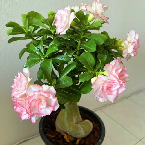 CUIKWA Kältebeständige Wüstenrose, kann drinnen und draußen angebaut werden, geeignet für nördliche und südliche Regionen-2Rhizom-A von CUIKWA