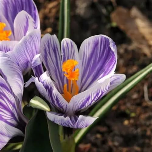 CUIKWA Kaltresistente Krokuskugeln - Krokus gartendekoration - mehrjährige Gartenpflanzen-10 Zwiebeln-B von CUIKWA