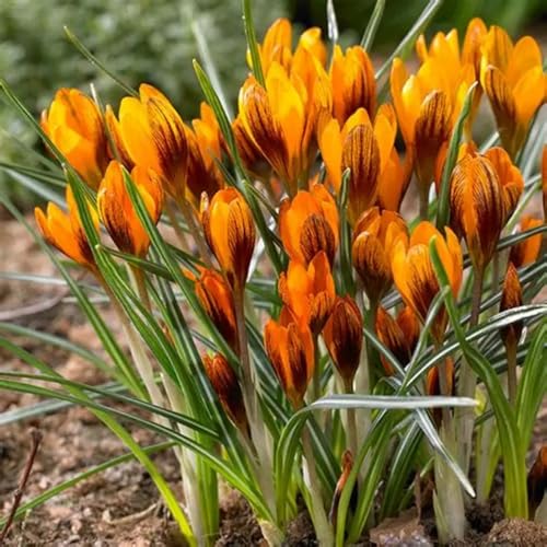 CUIKWA Kaltresistente Krokuskugeln - Krokus gartendekoration - mehrjährige Gartenpflanzen-10 Zwiebeln-C von CUIKWA