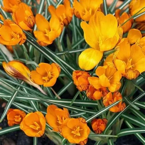 CUIKWA Kaltresistente Krokuskugeln - Krokus gartendekoration - mehrjährige Gartenpflanzen-10 Zwiebeln-D von CUIKWA