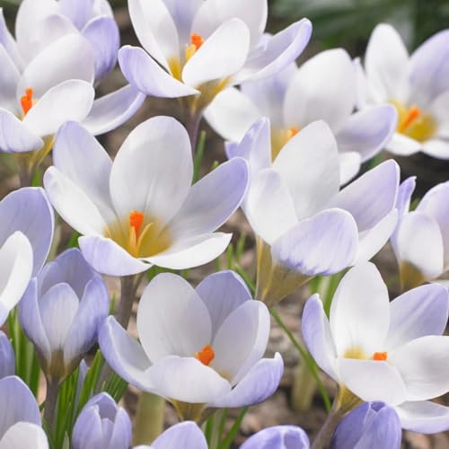 CUIKWA Kaltresistente Krokuskugeln - Krokus gartendekoration - mehrjährige Gartenpflanzen-10 Zwiebeln-G von CUIKWA