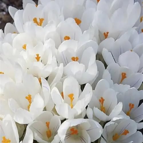 CUIKWA Kaltresistente Krokuskugeln - Krokus gartendekoration - mehrjährige Gartenpflanzen-4 Zwiebeln-A von CUIKWA