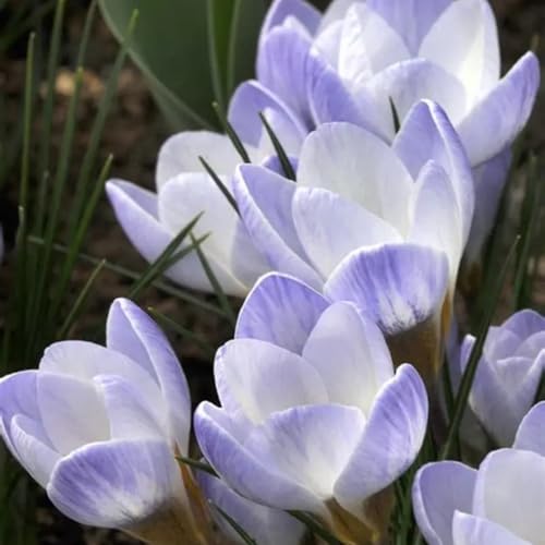 CUIKWA Kaltresistente Krokuskugeln - Krokus gartendekoration - mehrjährige Gartenpflanzen-4 Zwiebeln-F von CUIKWA