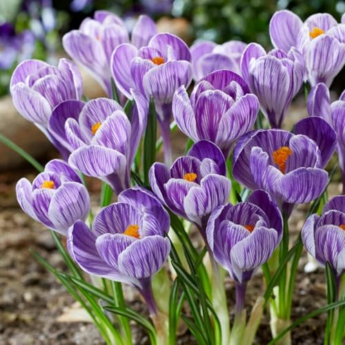 CUIKWA Kaltresistente Krokuskugeln - Krokus gartendekoration - mehrjährige Gartenpflanzen-4 Zwiebeln-H von CUIKWA