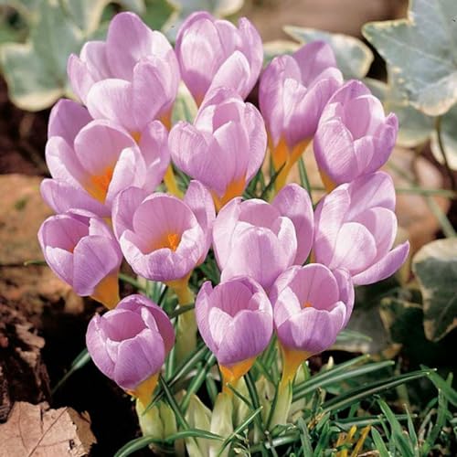 CUIKWA Kaltresistente Krokuskugeln - Krokus gartendekoration - mehrjährige Gartenpflanzen-4 Zwiebeln-J von CUIKWA