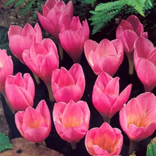 CUIKWA Kaltresistente Krokuskugeln - Krokus gartendekoration - mehrjährige Gartenpflanzen-6 Zwiebeln-E von CUIKWA