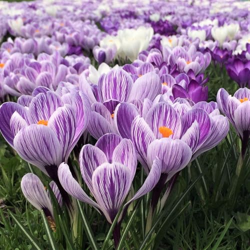 CUIKWA Kaltresistente Krokuskugeln - Krokus gartendekoration - mehrjährige Gartenpflanzen-6 Zwiebeln-I von CUIKWA